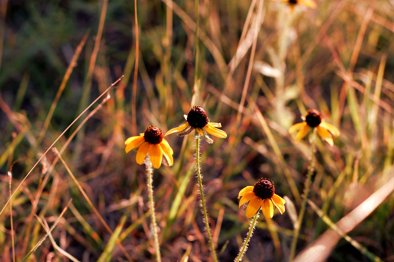 flower yellow wild free photo