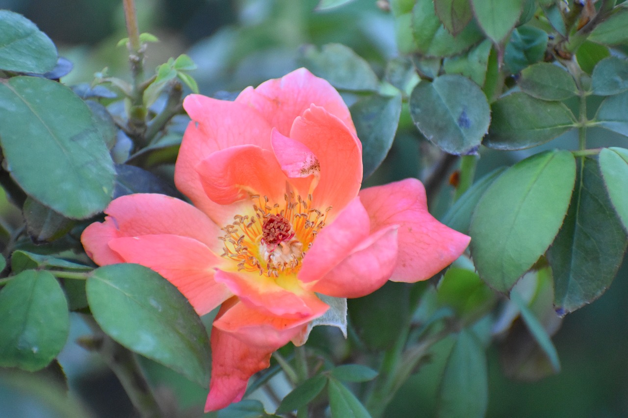 flower anthers petals free photo