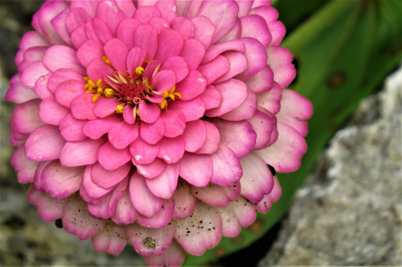 flower pink close up free photo