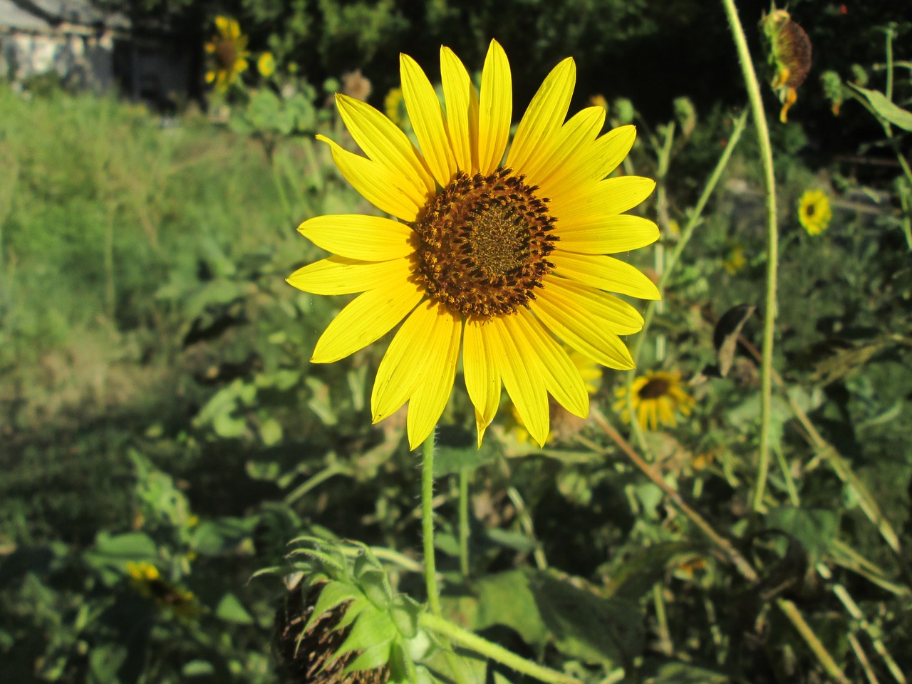 flower sunflower yellow free photo