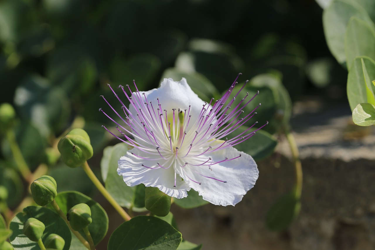 flower caper flowers free photo