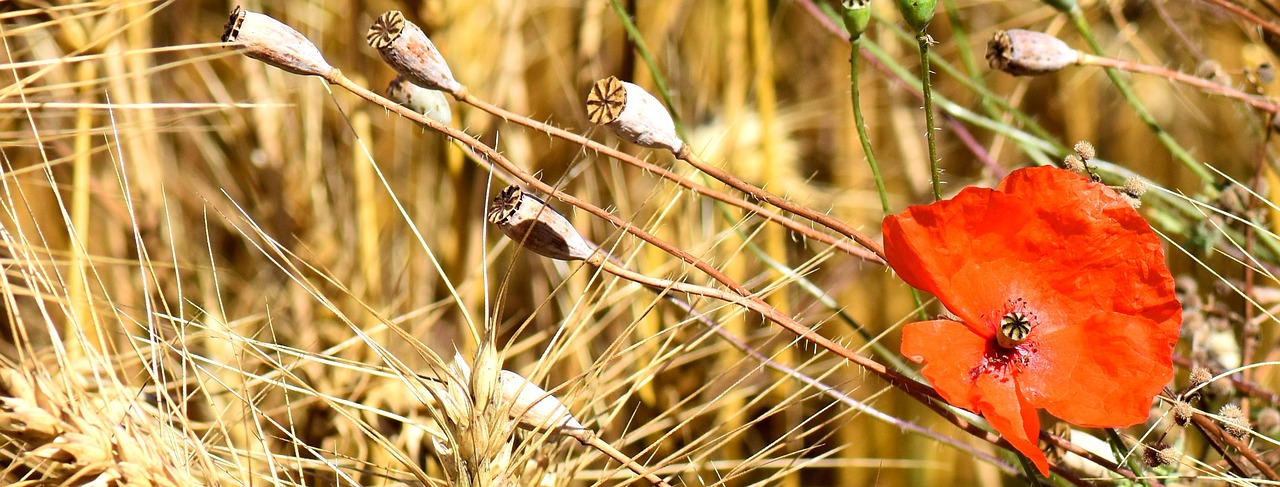 flower poppy wheat free photo