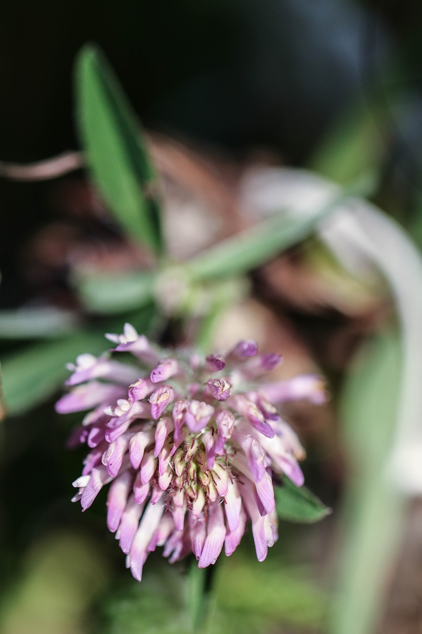 flower wild flower pink free photo