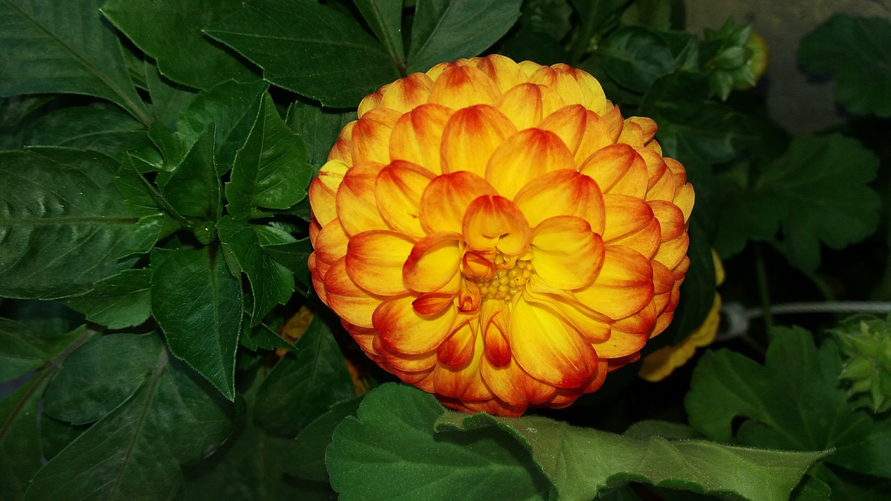 flower yellow red free photo