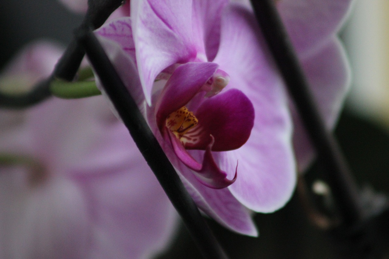 flower orchid plant free photo