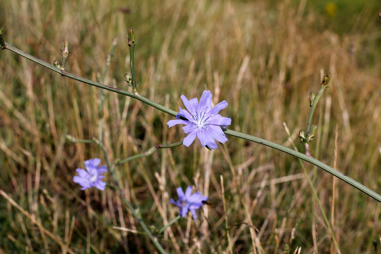 flower cornflower wayside free photo