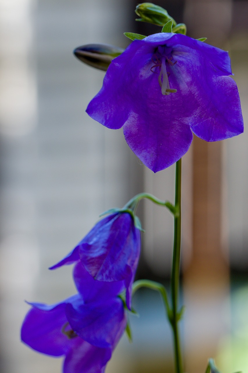 flower bell blue flower free photo