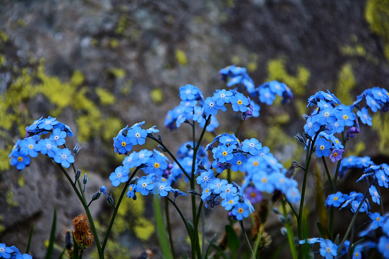 flower nature macro free photo