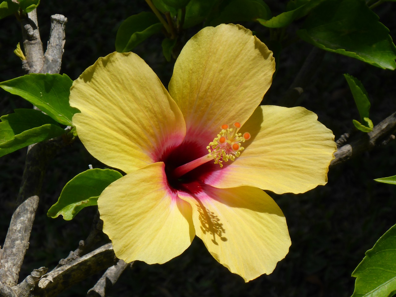 flower hibiscus garden free photo