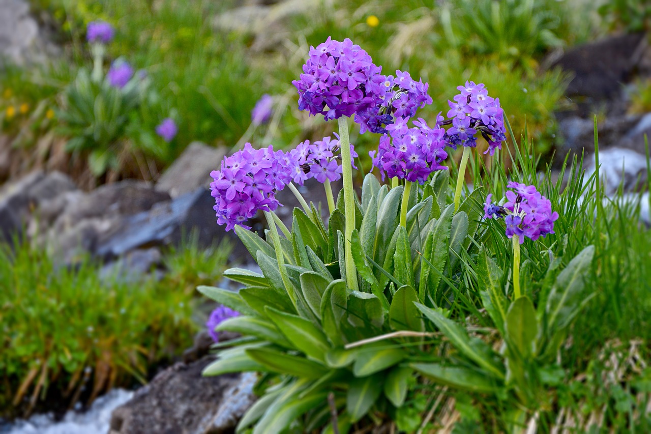 flower nature macro free photo