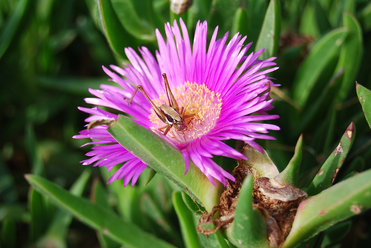 flower grasshopper nature free photo