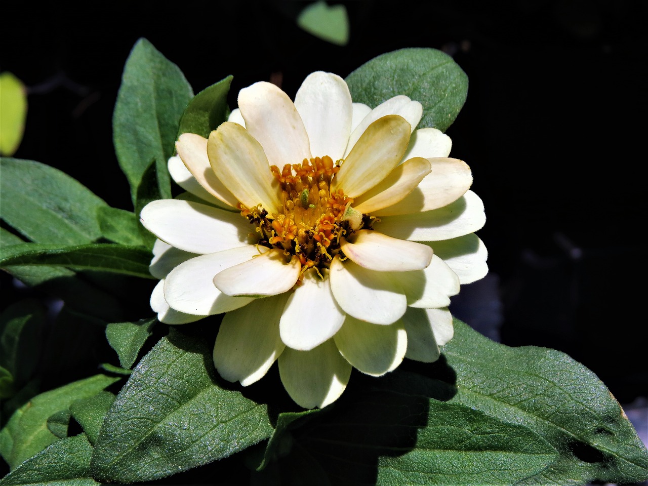 flower white yellow free photo