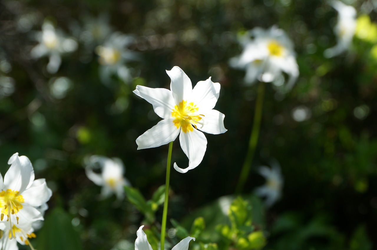 flower wild trillium free photo