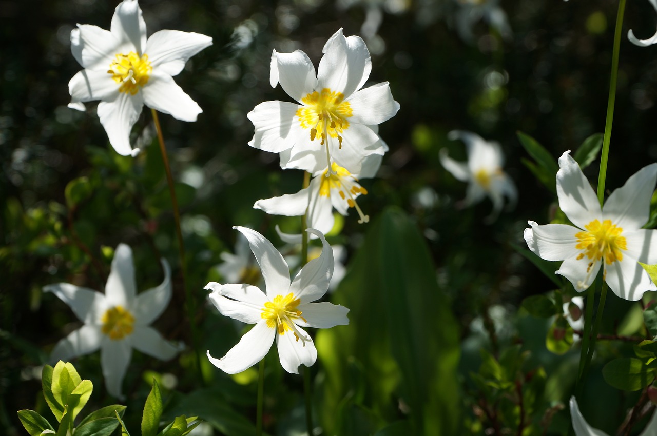 flower wild trillium free photo