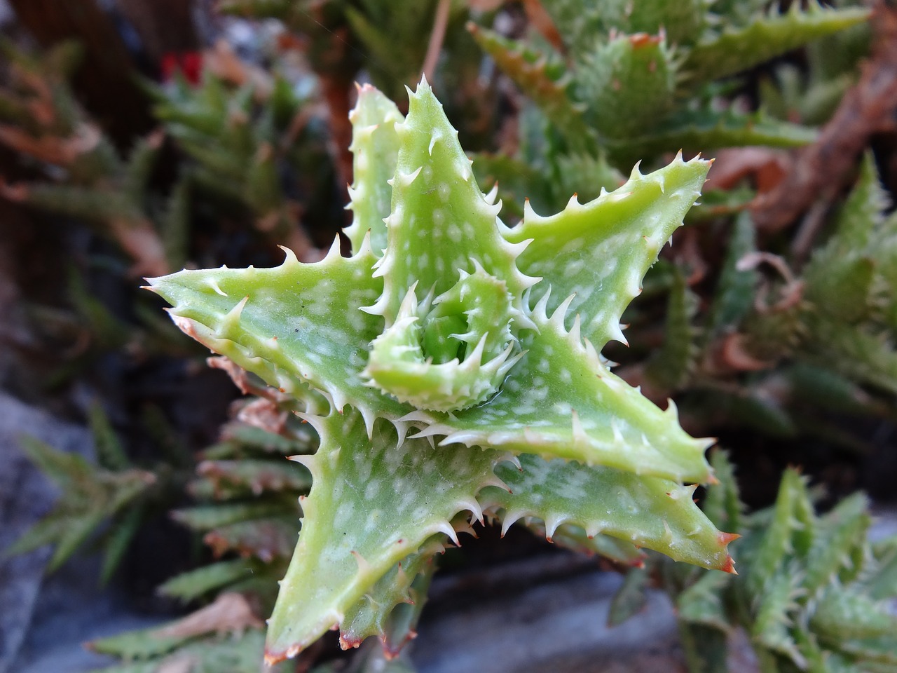 flower cactus garden free photo