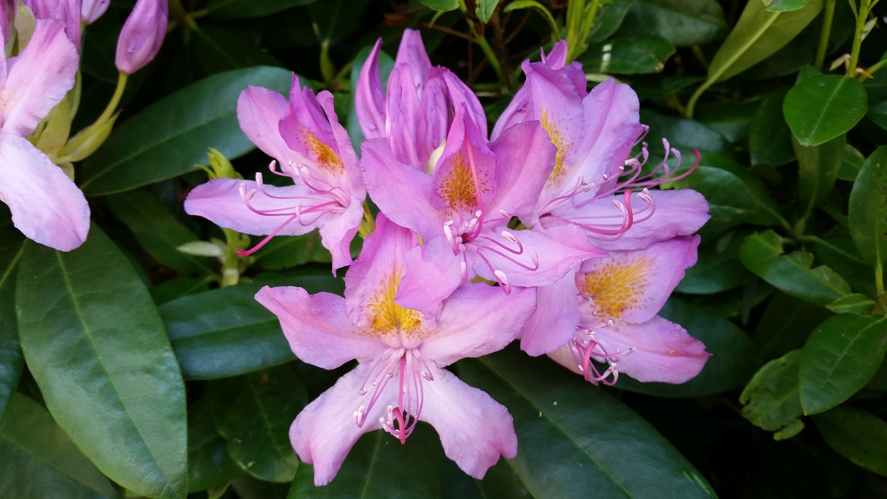 flower shrub new zealand free photo