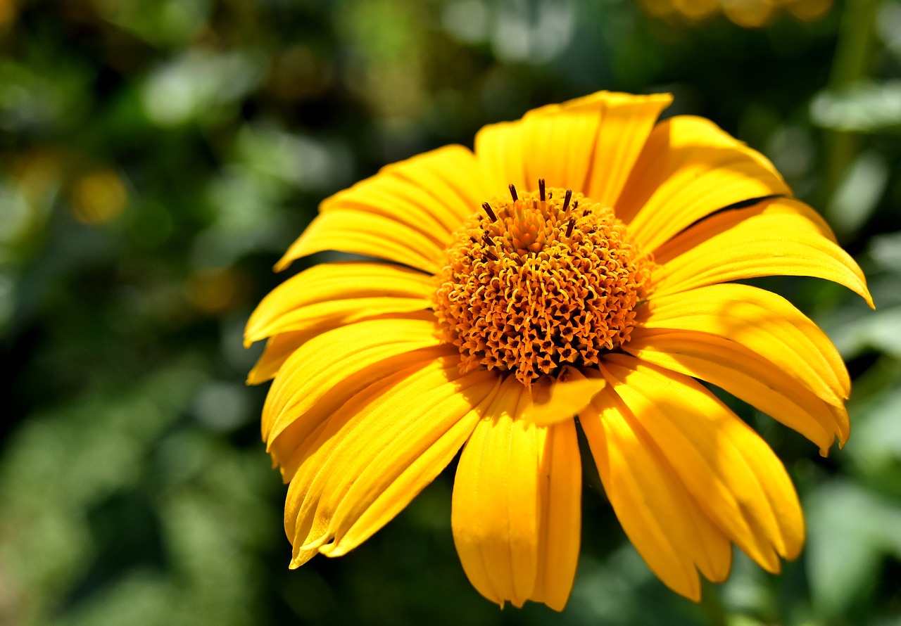 flower yellow blossom free photo