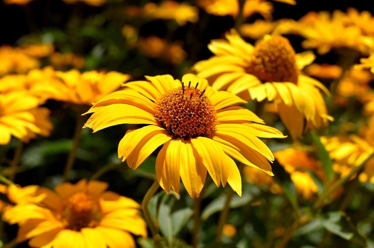 flower yellow blossom free photo