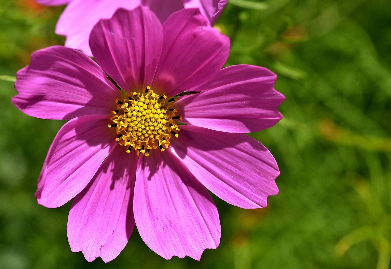 flower pink flowers free photo