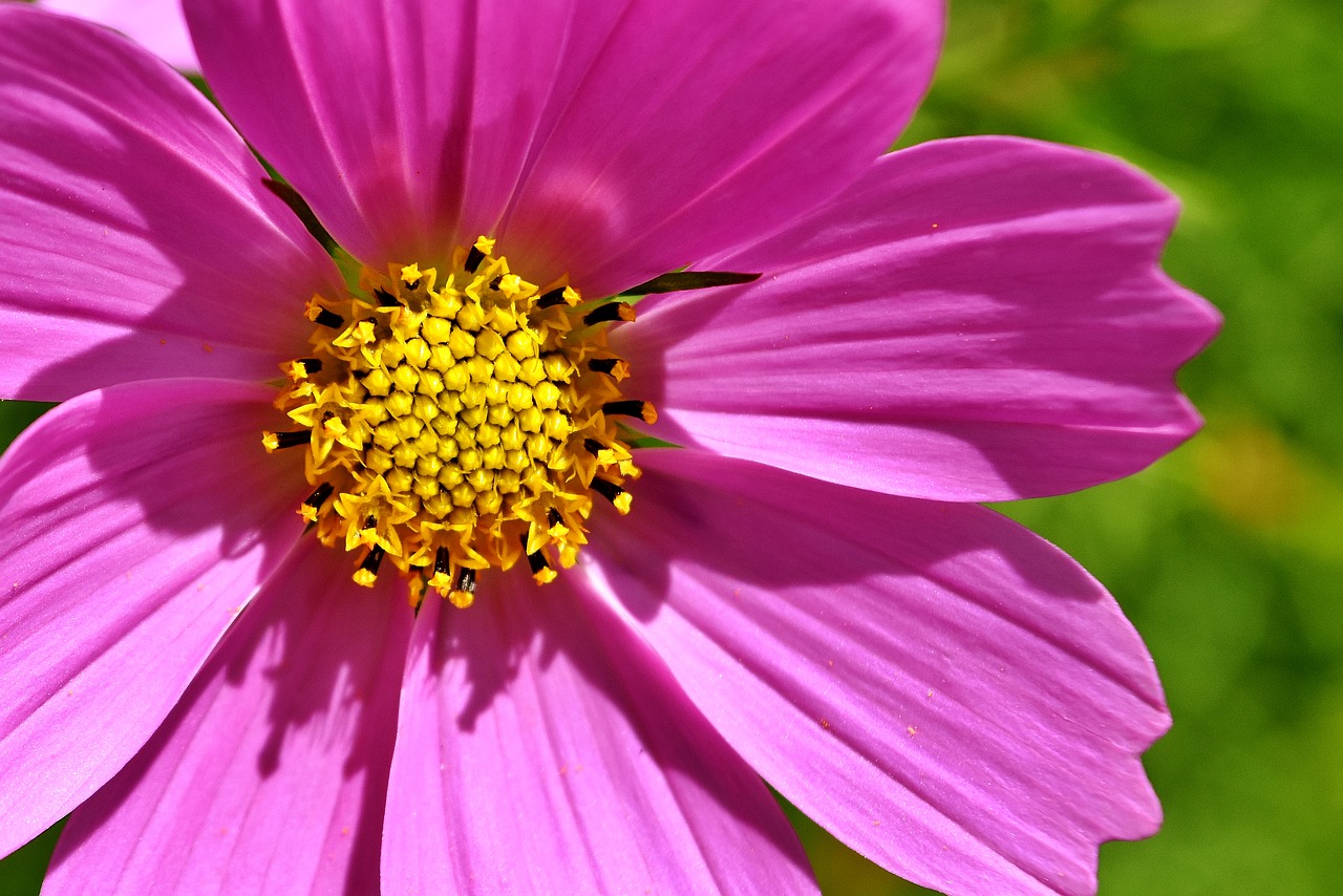 flower pink flowers free photo