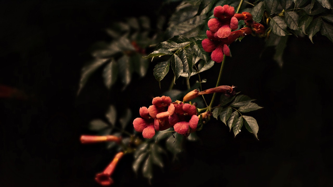 flower petal leaves free photo