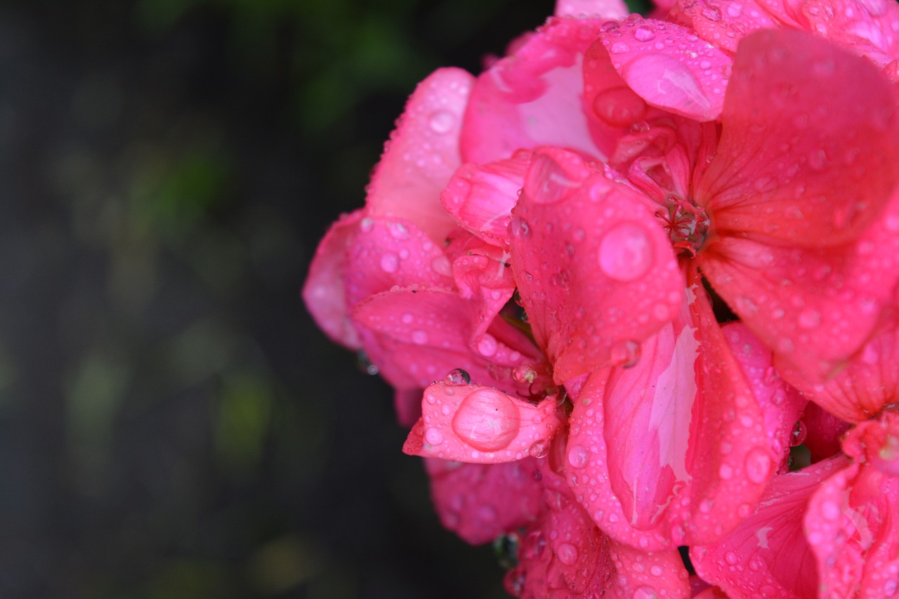 flower rosa drizzle free photo