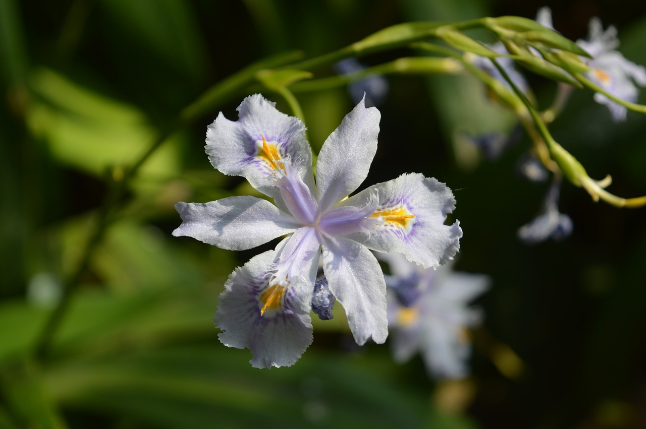 flower purple iris free photo