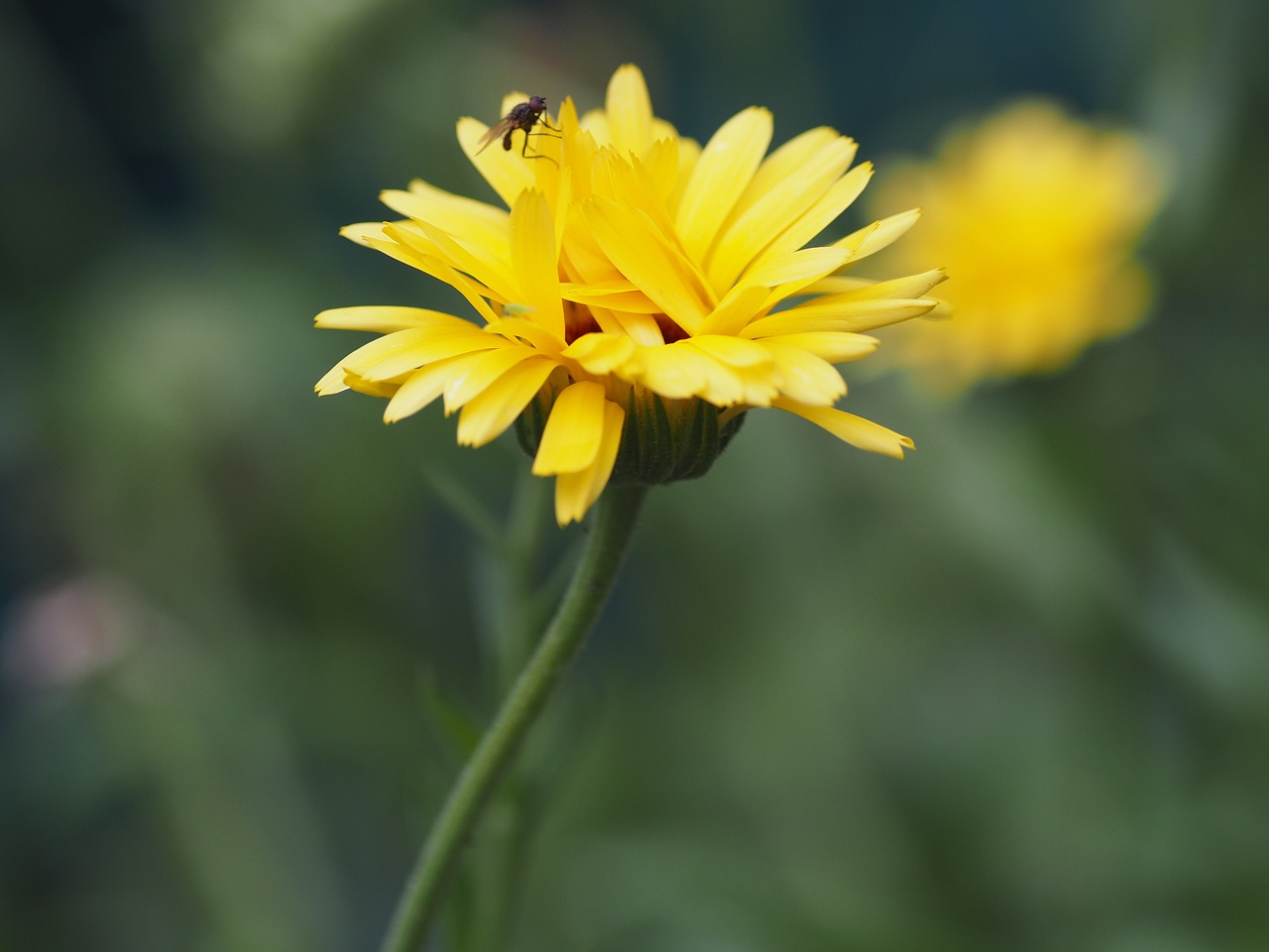 flower fly insect free photo