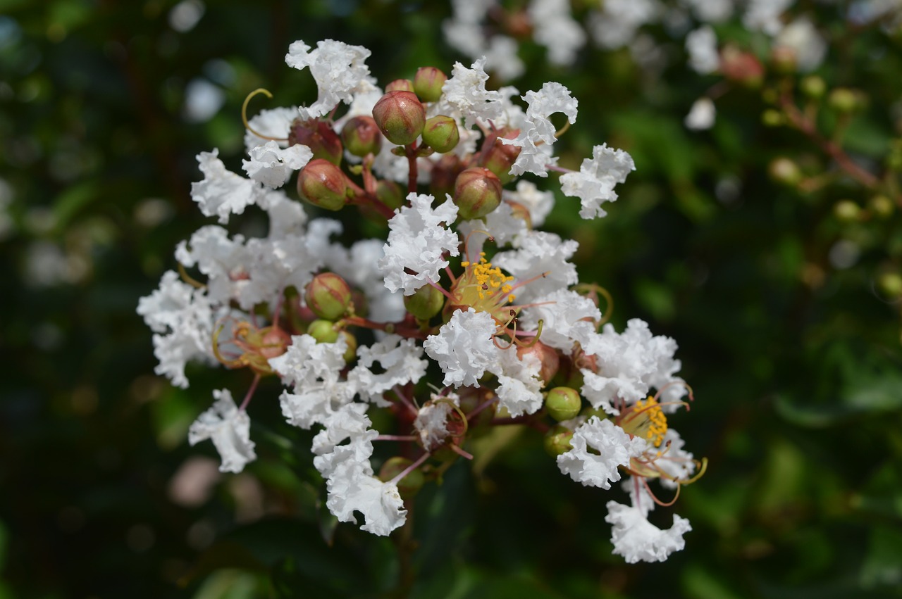 flower tree white free photo