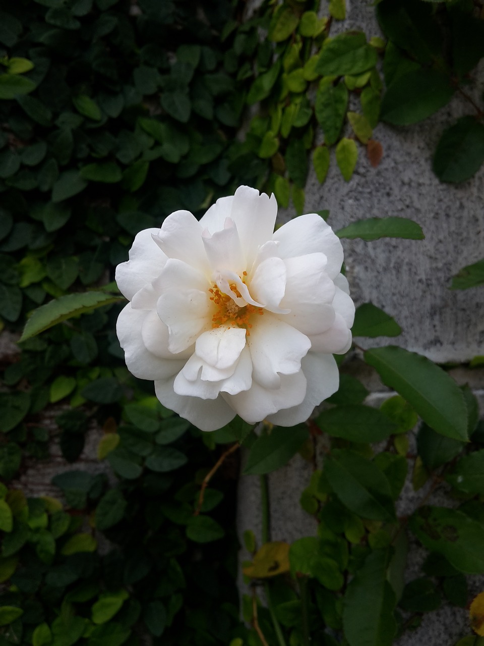 flower rose nature free photo