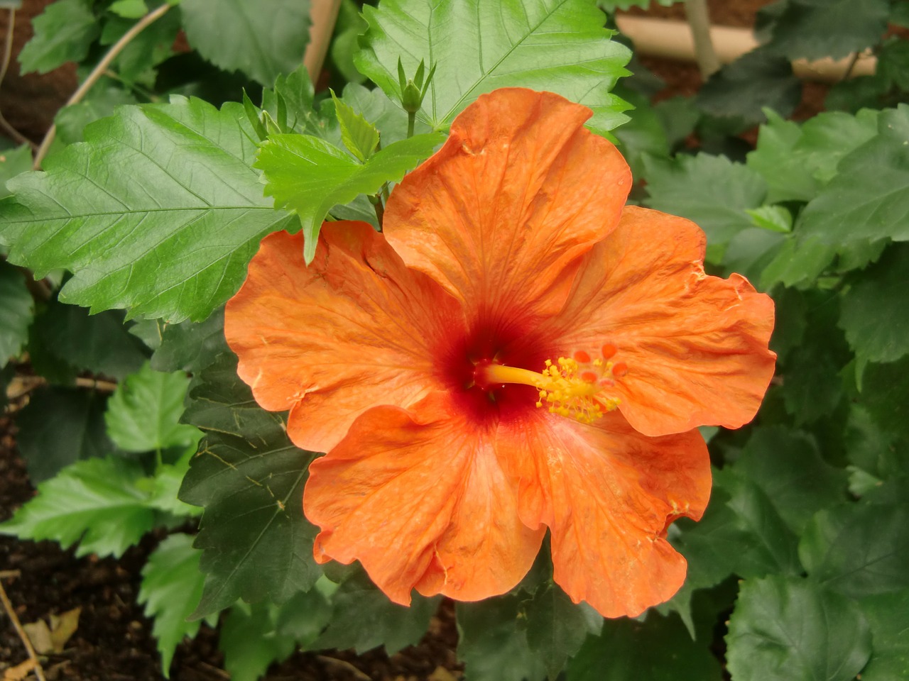 flower orange crocodile farm free photo