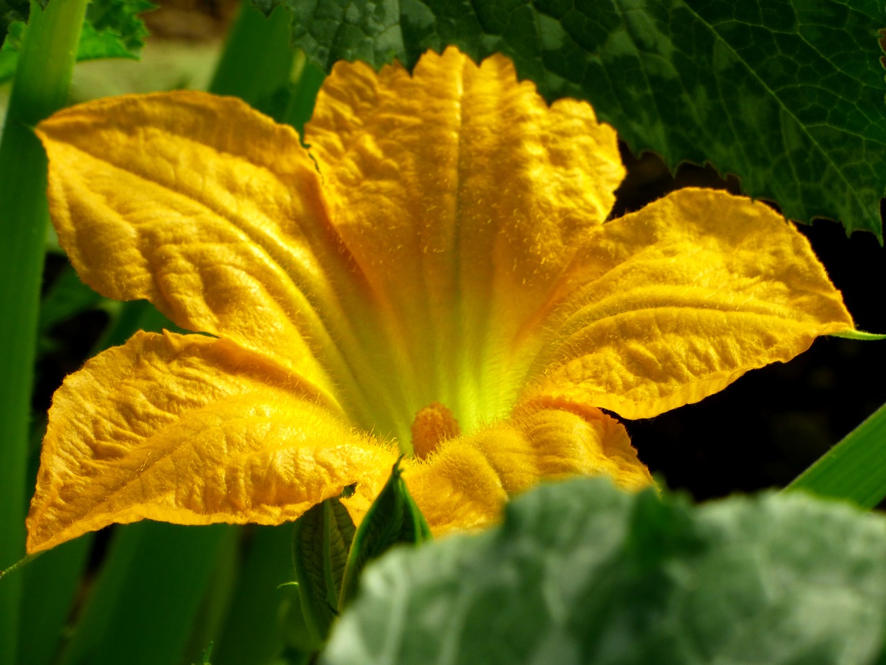 flower pumpkin petals free photo