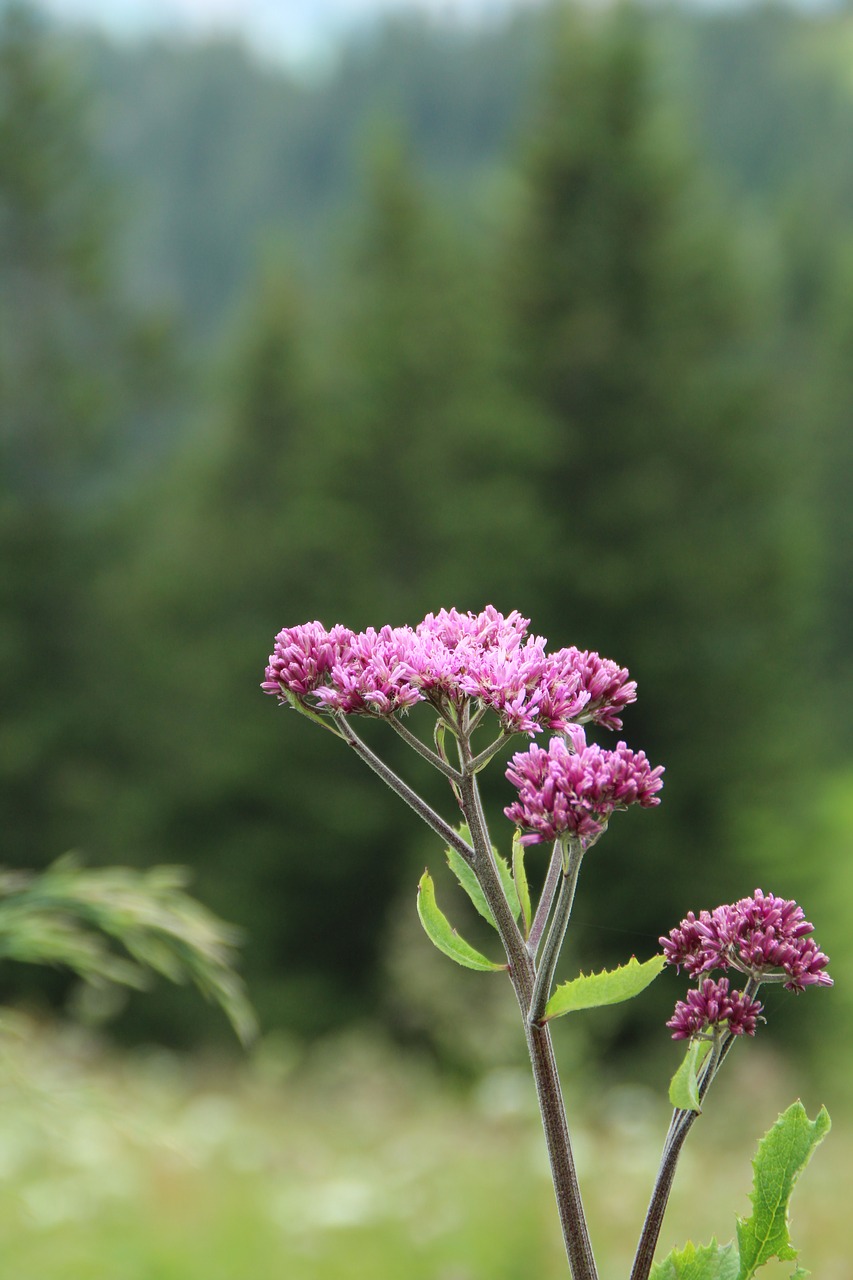 flower blossom bloom free photo