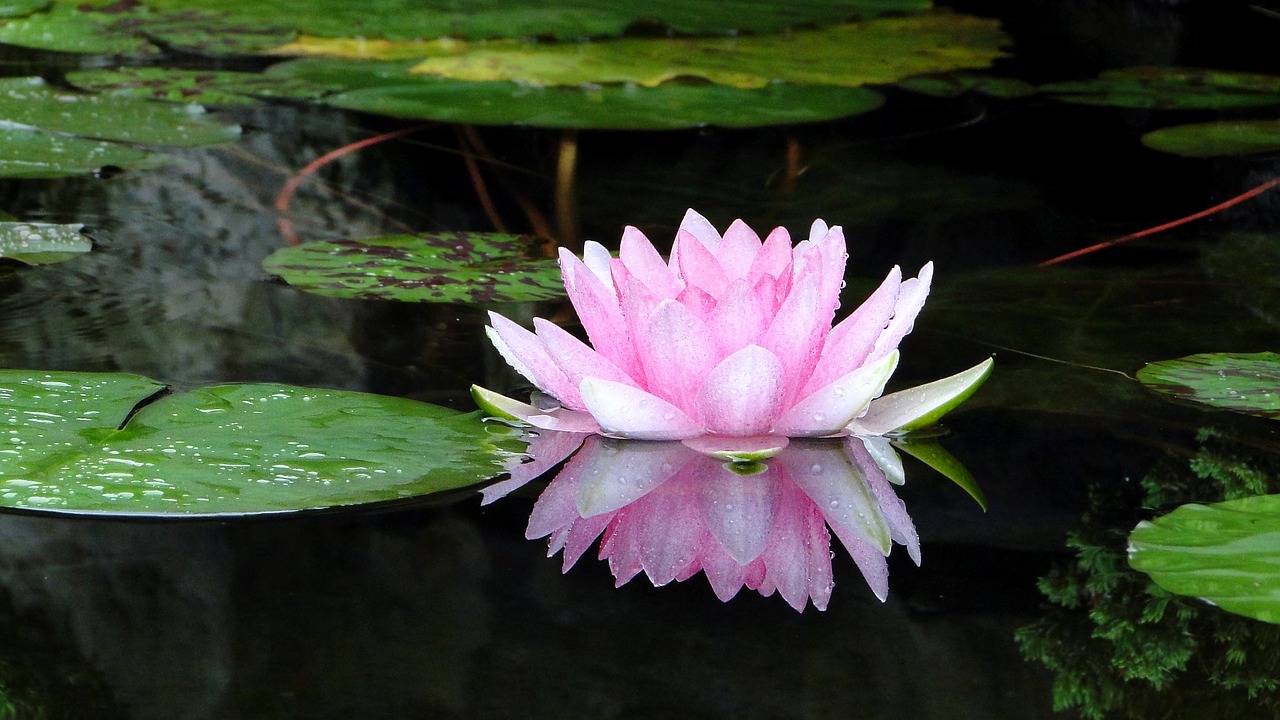 flower lotus summer free photo