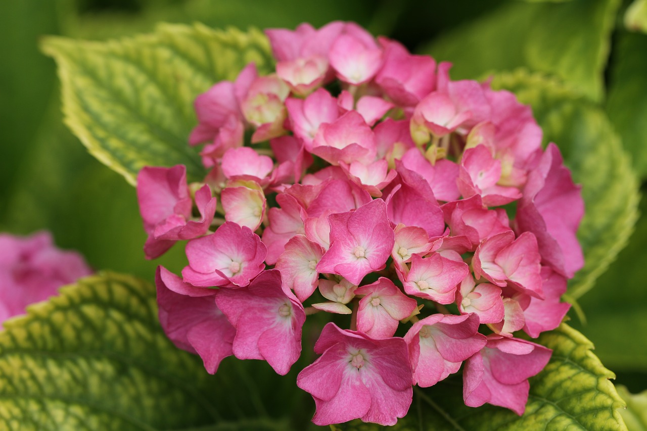 flower pink garden free photo