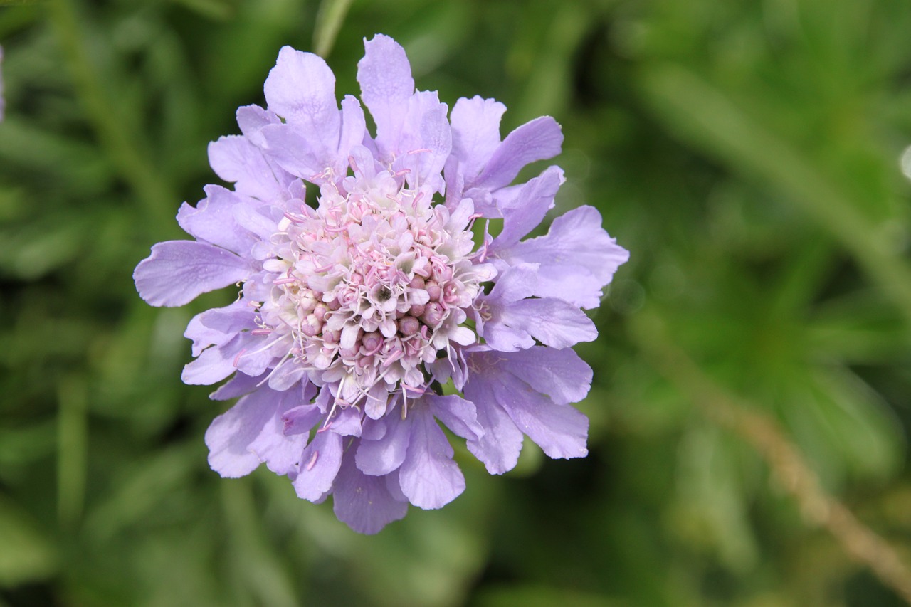 flower alpine alpine flower free photo