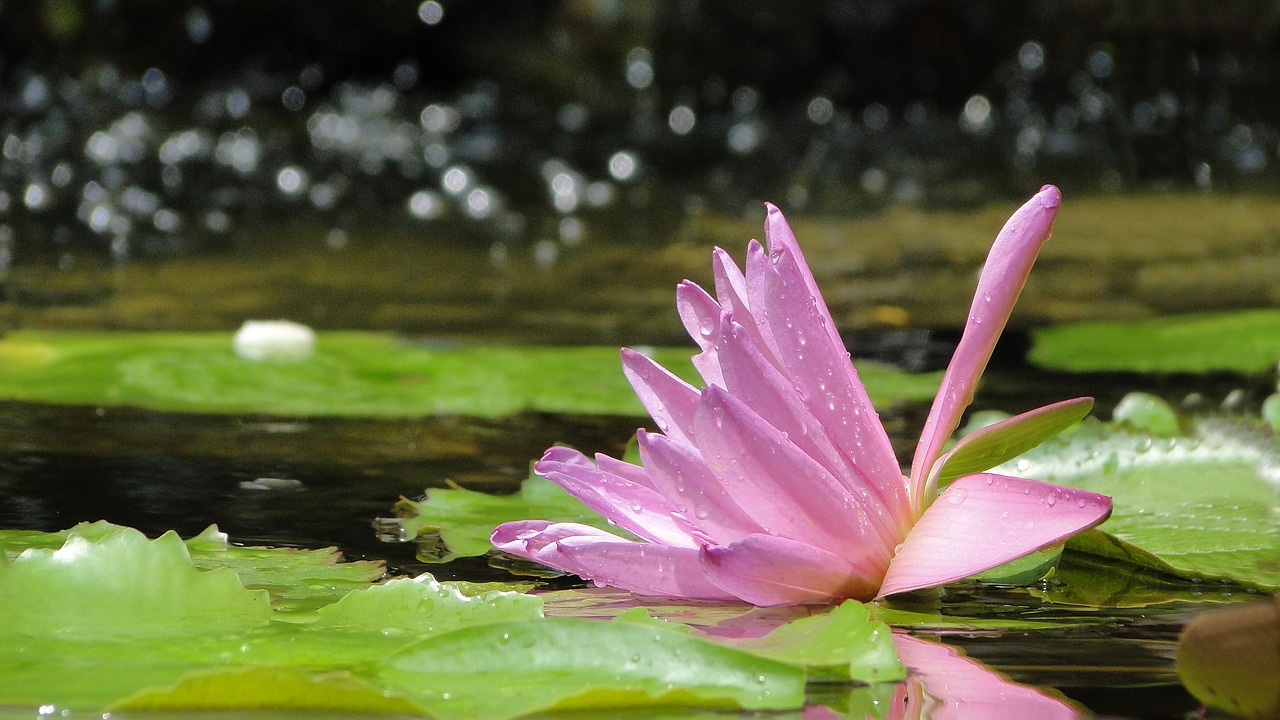 flower lotus summer free photo