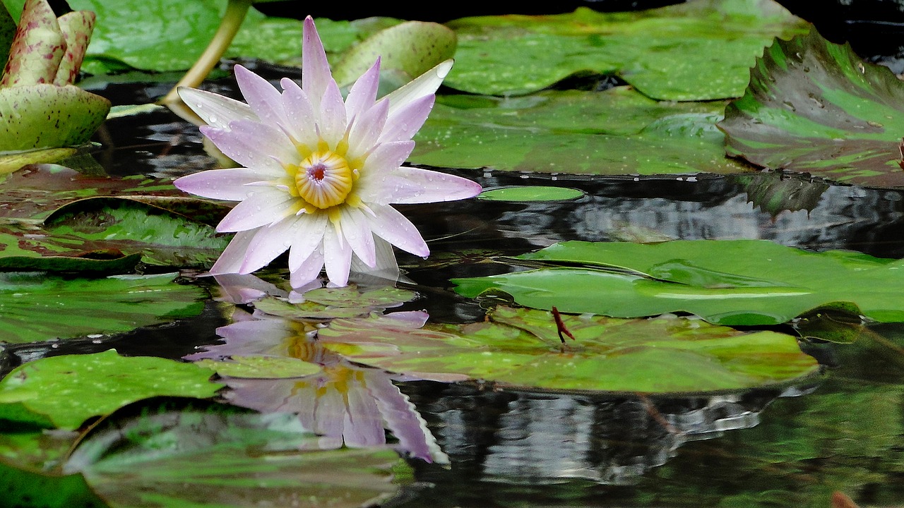 flower lotus summer free photo