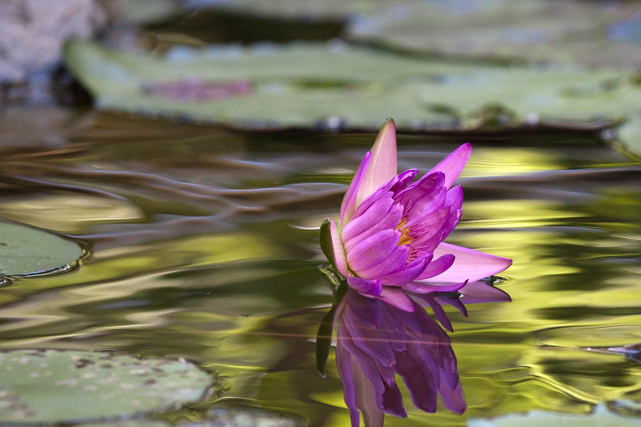 flower lotus summer free photo