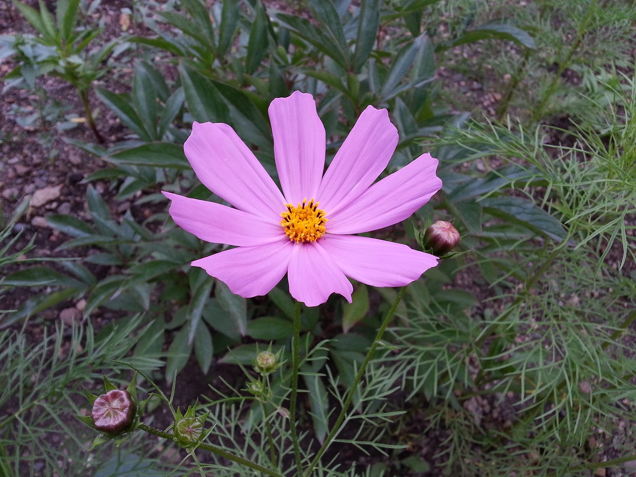 flower cosmos petals free photo