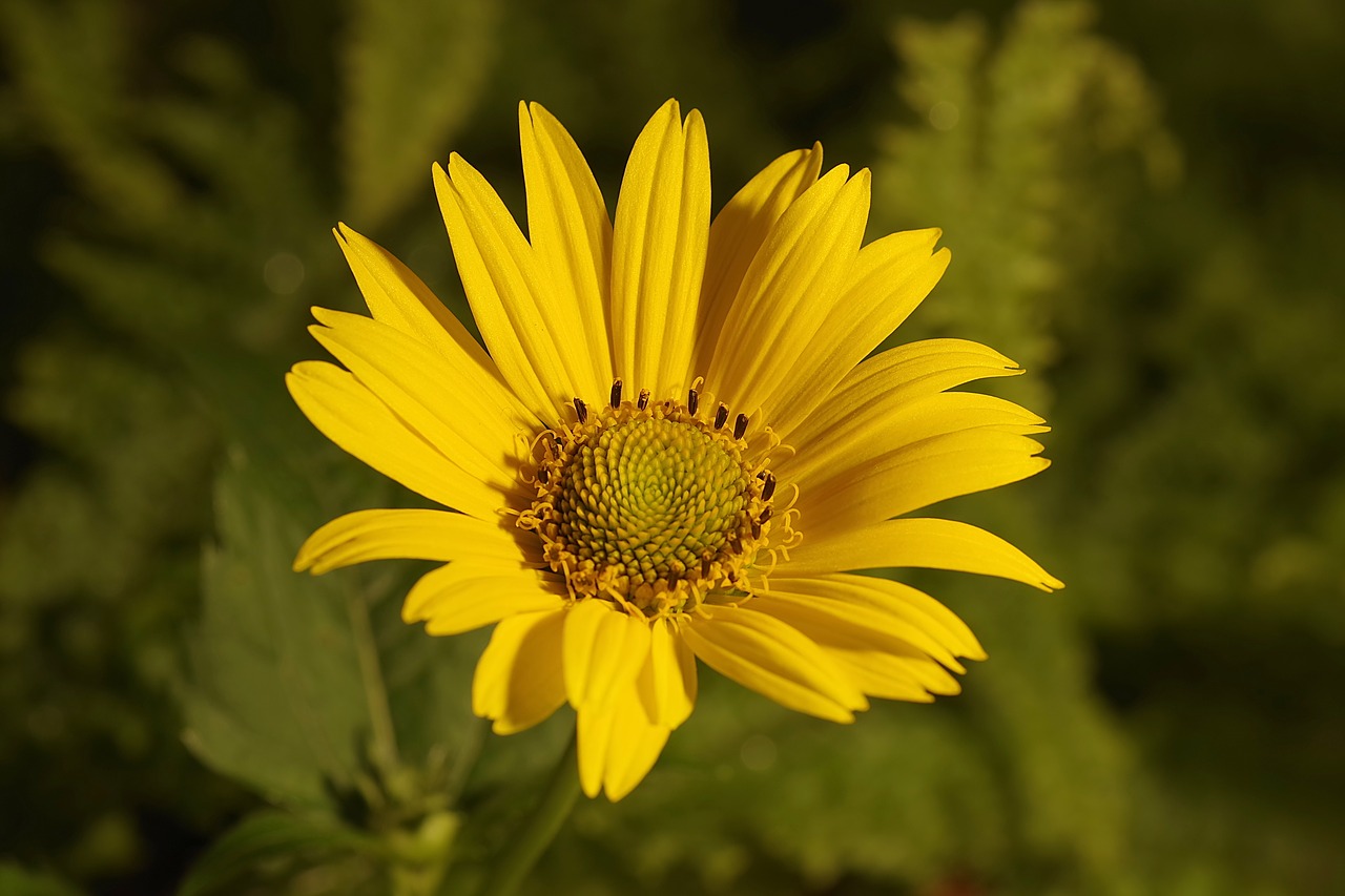 flower yellow asteraceae free photo