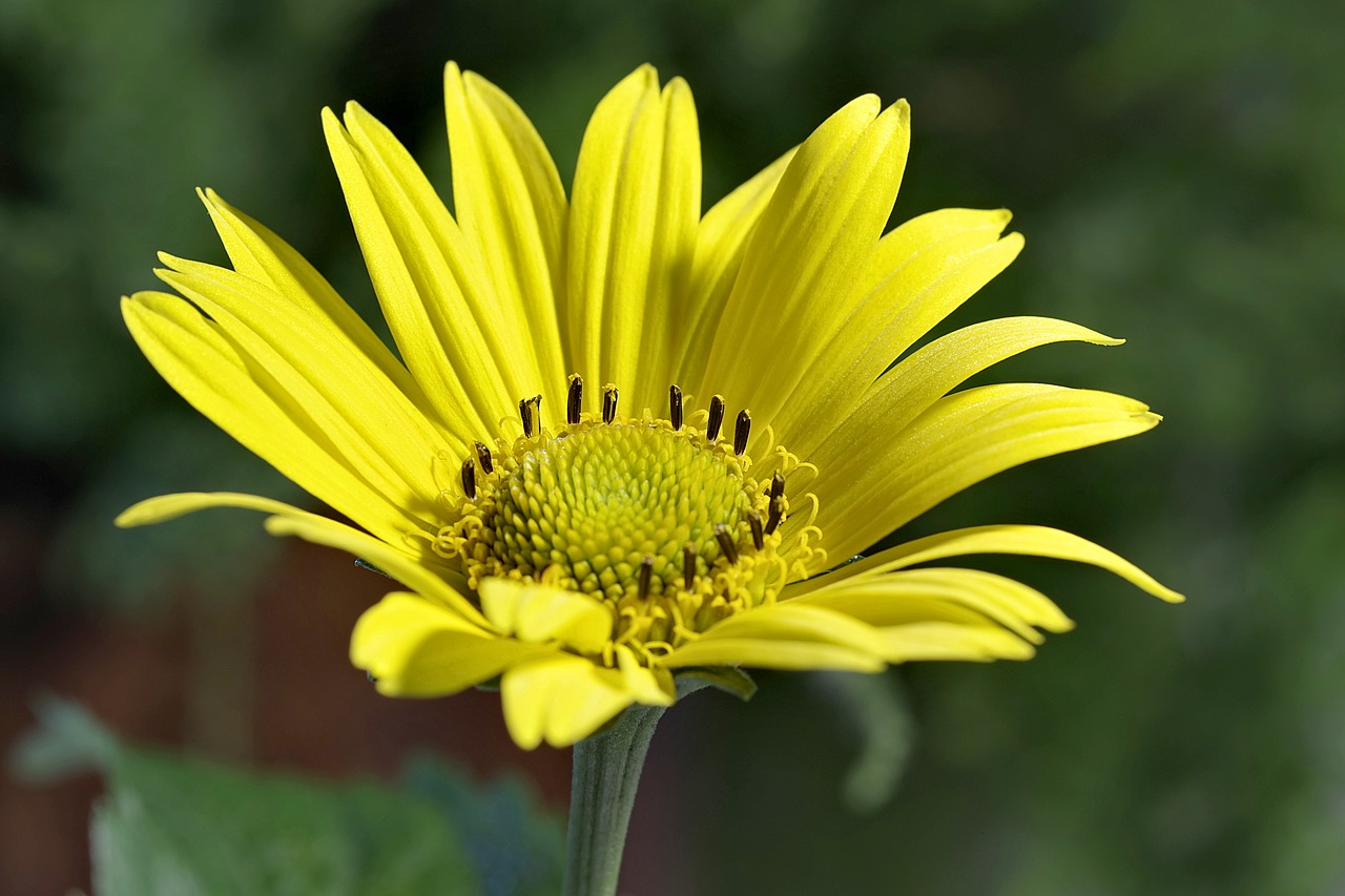 flower yellow asteraceae free photo