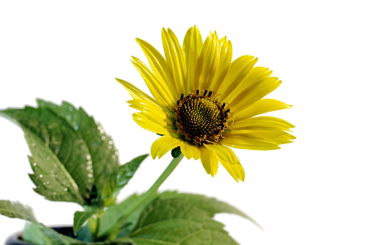 flower yellow asteraceae free photo