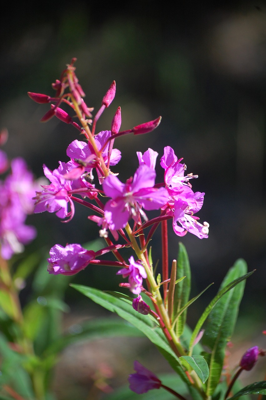 flower purple purple flower free photo