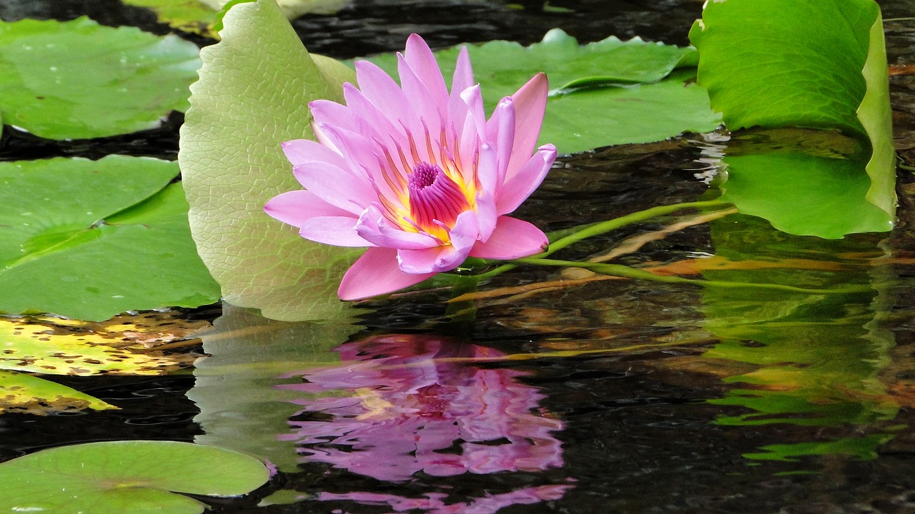 flower lotus summer free photo