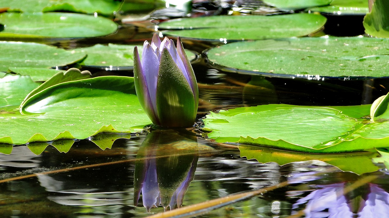 flower lotus summer free photo