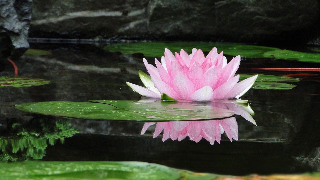 flower lotus summer free photo