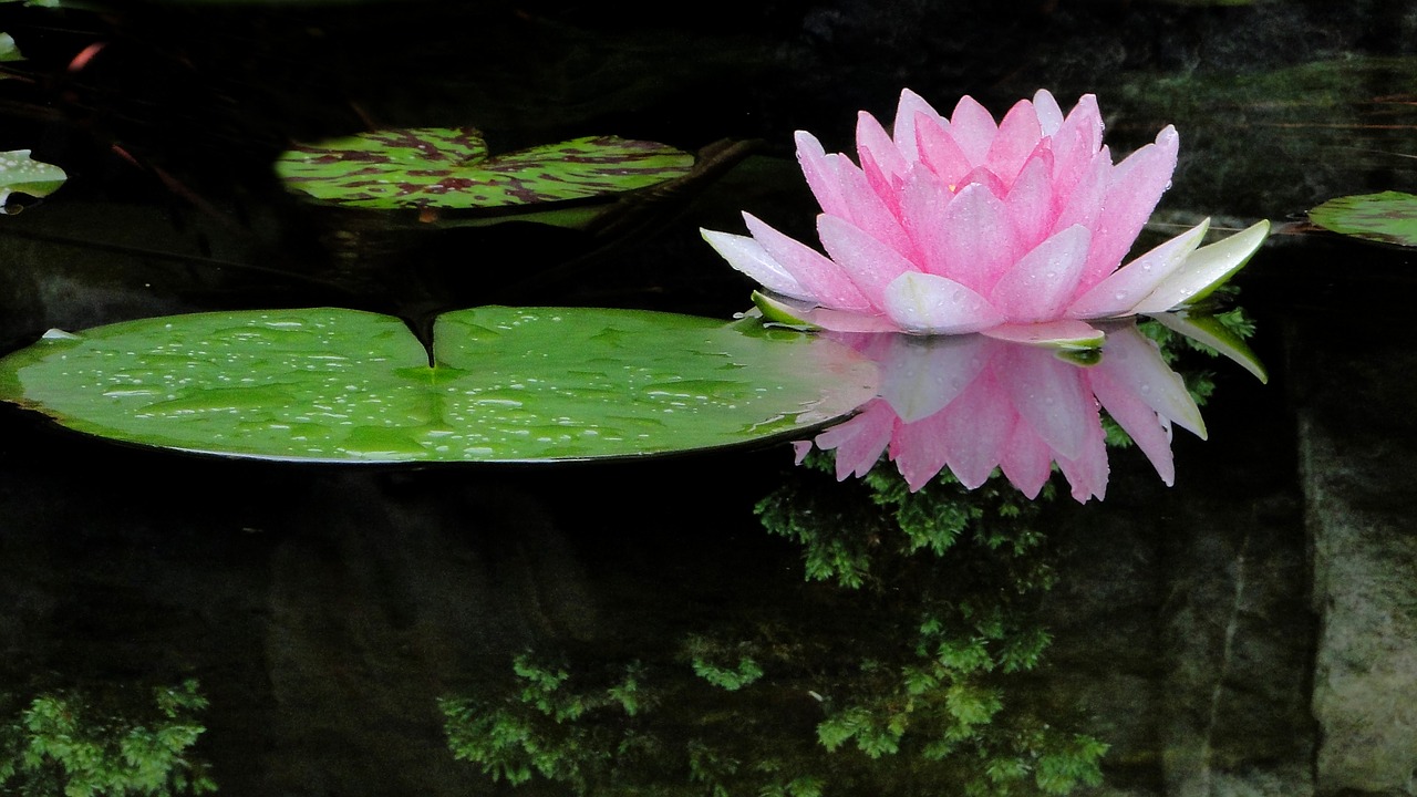 flower lotus summer free photo