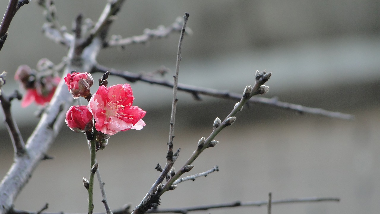 flower peach blossom spring free photo