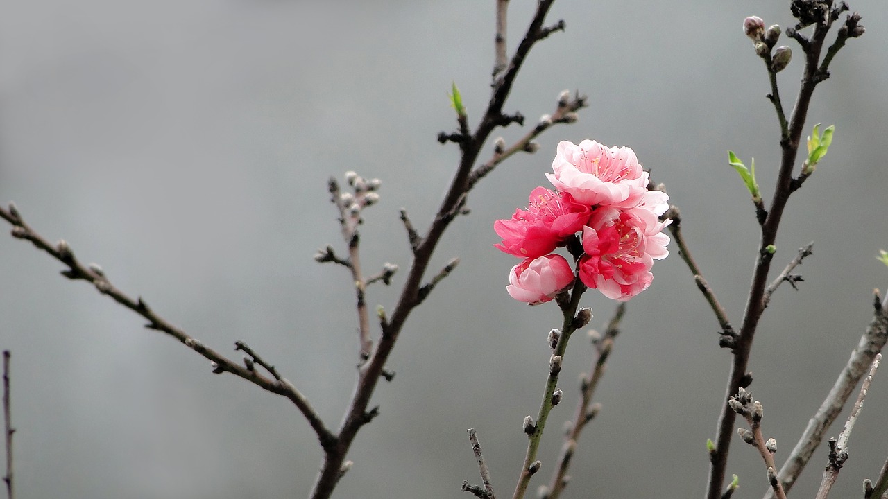 flower peach blossom spring free photo